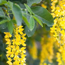 Image result for Laburnum anagyroides