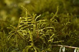 Attēlu rezultāti vaicājumam “Antitrichia curtipendula macro”