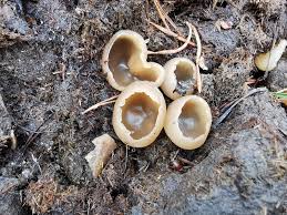 Attēlu rezultāti vaicājumam “Peziza vesiculosa”