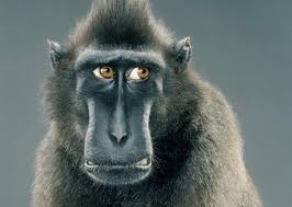 Image result for jill greenberg