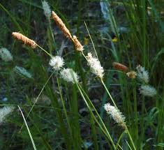 Attēlu rezultāti vaicājumam “Cyperaceae”