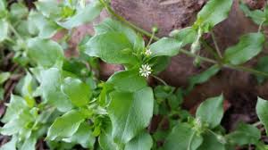 Attēlu rezultāti vaicājumam “Stellaria crassifolia leaf”