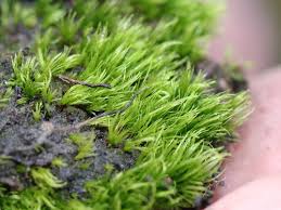 Attēlu rezultāti vaicājumam “Dicranella heteromalla sporophyte”
