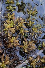 Attēlu rezultāti vaicājumam “Sphagnum platyphyllum”