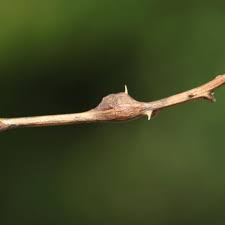 Attēlu rezultāti vaicājumam “Lasioptera rubi”