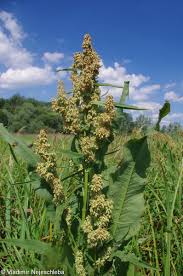 Attēlu rezultāti vaicājumam “Rumex hydrolapathum fruit”
