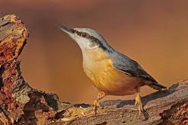 Image result for Sitta europaea