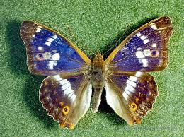 Attēlu rezultāti vaicājumam “Apatura ilia male”