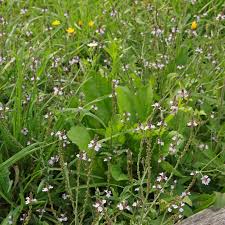 Image result for Verbena officinalis