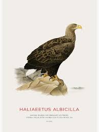 Image result for Haliaeetus albicilla