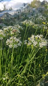 Image result for Schnittknoblauch