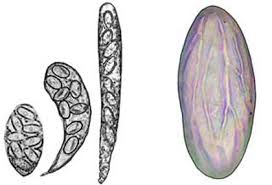 Attēlu rezultāti vaicājumam “Ascobolus furfuraceus”