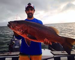 Image result for Lutjanus novemfasciatus