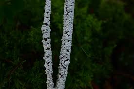 Attēlu rezultāti vaicājumam “Diderma globosum”