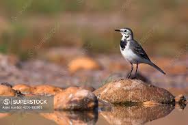 Attēlu rezultāti vaicājumam “Motacilla alba”