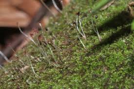 Attēlu rezultāti vaicājumam “Nowellia curvifolia”