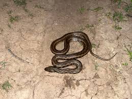 Attēlu rezultāti vaicājumam “Natrix natrix adult”