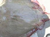 Image result for Hypanus say