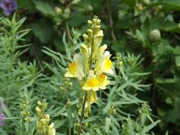 Attēlu rezultāti vaicājumam “Linaria vulgaris leaf”
