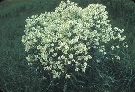 Attēlu rezultāti vaicājumam “Armoracia rusticana leaf”