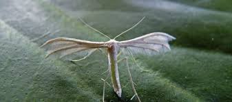 Attēlu rezultāti vaicājumam “Pterophorus pentadactyla”