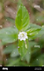 Attēlu rezultāti vaicājumam “Epilobium roseum flower”