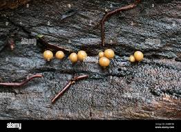 Attēlu rezultāti vaicājumam “Hemitrichia clavata”