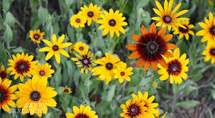 Image result for Rudbeckia Paradisio
