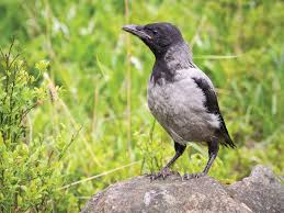 Attēlu rezultāti vaicājumam “Corvus cornix juvenile”