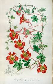 Image result for Ildblomkarse