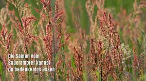 Image result for Sauerampfer