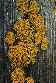 Attēlu rezultāti vaicājumam “Xanthoria candelaria”