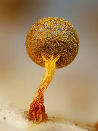 Attēlu rezultāti vaicājumam “Physarum pseudoalexandrowiczii”