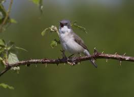 Attēlu rezultāti vaicājumam “Sylvia curruca”