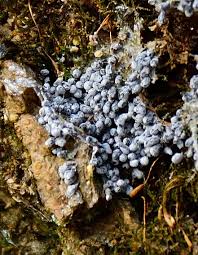 Attēlu rezultāti vaicājumam “Ruzenia spermoides”