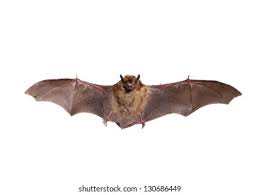 Attēlu rezultāti vaicājumam “Eptesicus nilssonii”