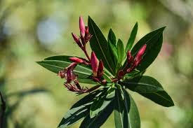 Attēlu rezultāti vaicājumam “Phellodendron amurense bud”