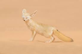 Attēlu rezultāti vaicājumam “Vulpes zerda”