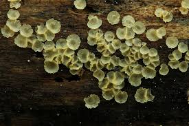 Attēlu rezultāti vaicājumam “Hyalorbilia inflatula”