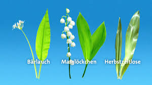 Image result for Herbstzeitlose