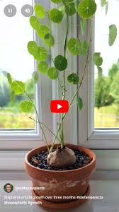 Attēlu rezultāti vaicājumam “Trichia erecta stalked”