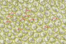 Attēlu rezultāti vaicājumam “Barbilophozia kunzeana”