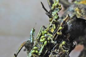 Attēlu rezultāti vaicājumam “Badhamia bethelii macro”