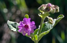 Attēlu rezultāti vaicājumam “Bulbochaete mirabilis”