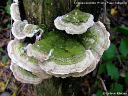 Attēlu rezultāti vaicājumam “Cerrena unicolor”