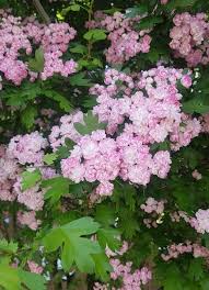 Attēlu rezultāti vaicājumam “Crataegus macracantha flower”