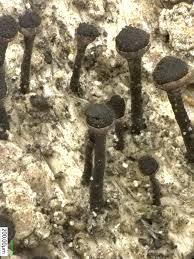 Attēlu rezultāti vaicājumam “Calicium salicinum”