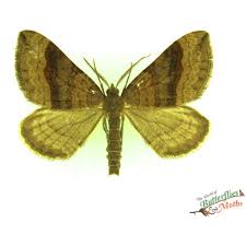 Attēlu rezultāti vaicājumam “Larentia clavaria”