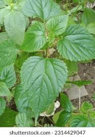 Attēlu rezultāti vaicājumam “Urtica dioica leaf”
