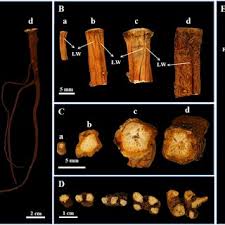 Attēlu rezultāti vaicājumam “Lasioptera rubi larva”